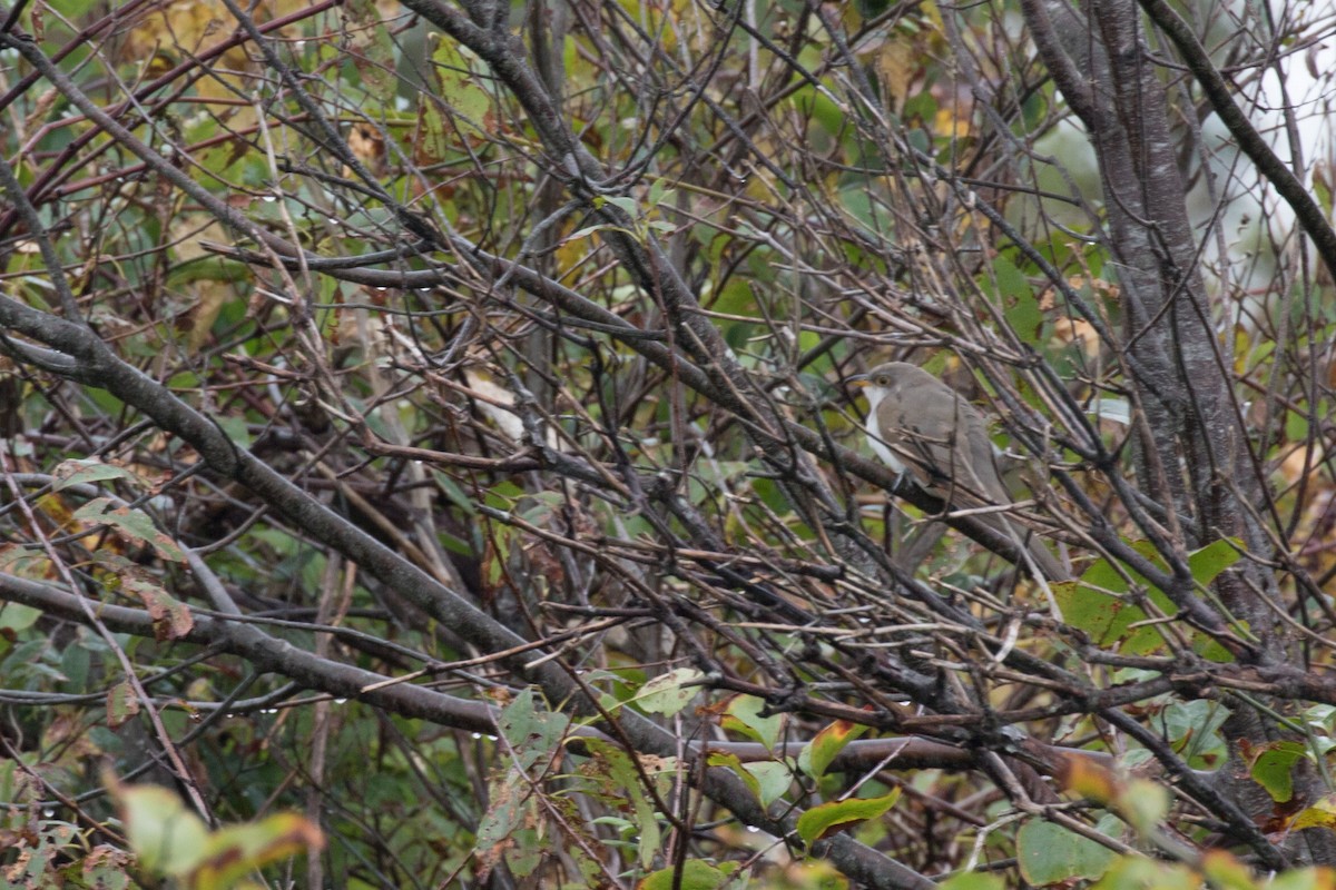 Yellow-billed Cuckoo - ML118861931