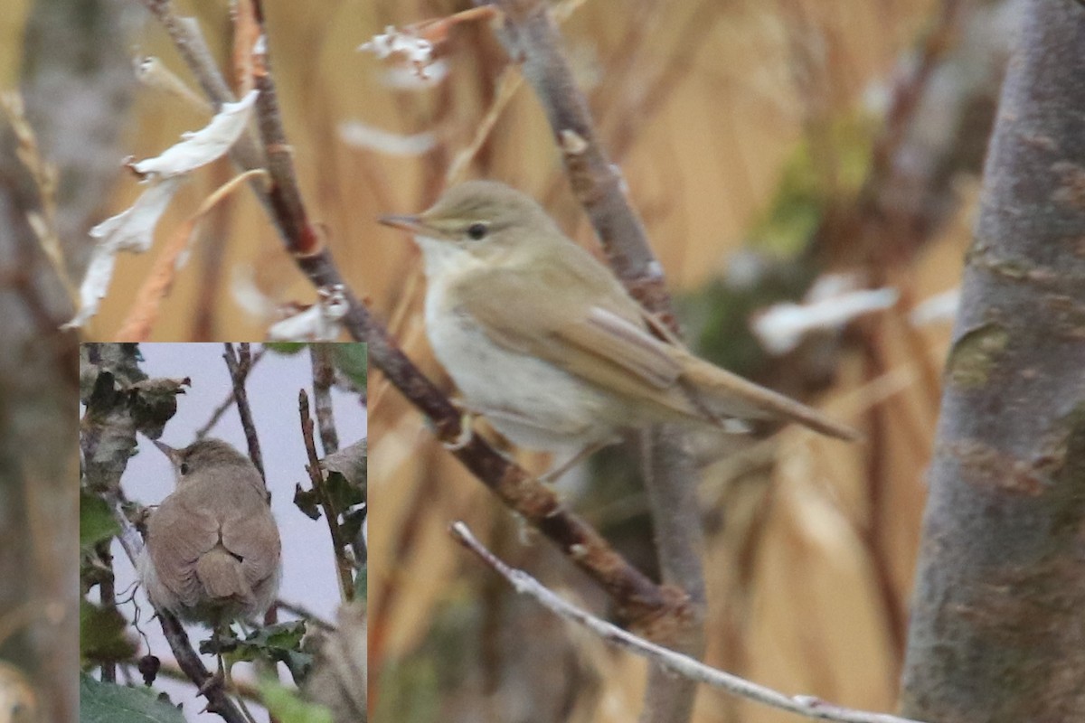 Blyth's Reed Warbler - ML118862021