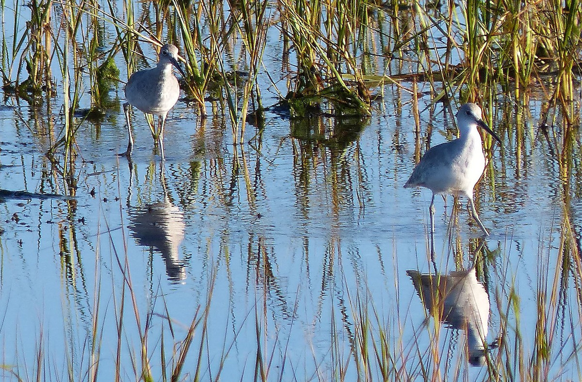 Willet (Western) - ML118862171