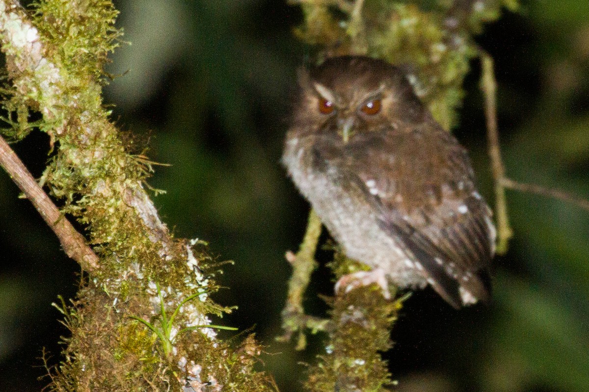 Long-whiskered Owlet - Will Chatfield-Taylor