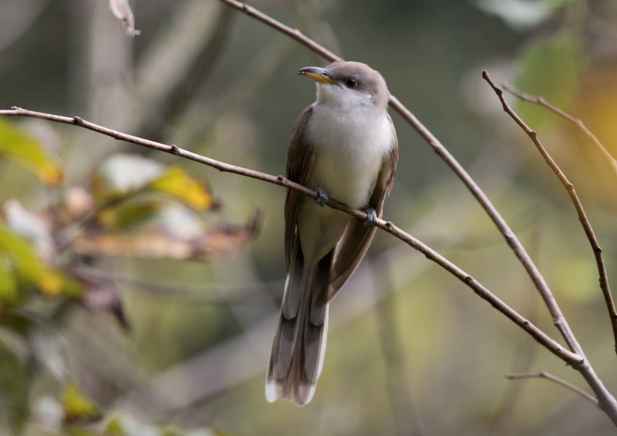 Yellow-billed Cuckoo - Mike Fialkovich