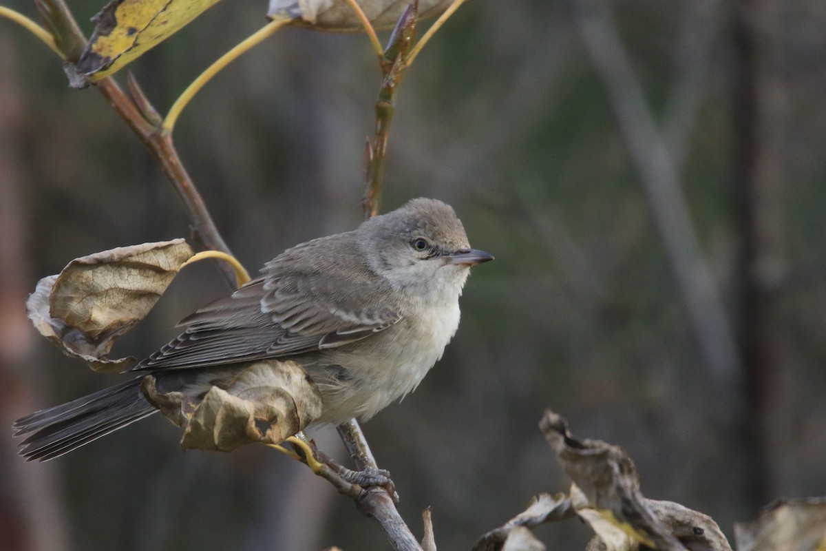 Barred Warbler - ML118862521