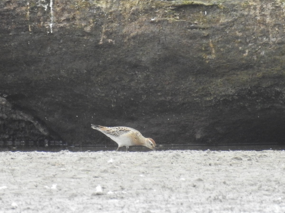 Sharp-tailed Sandpiper - ML118862611