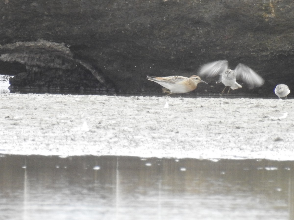 Sharp-tailed Sandpiper - ML118862651