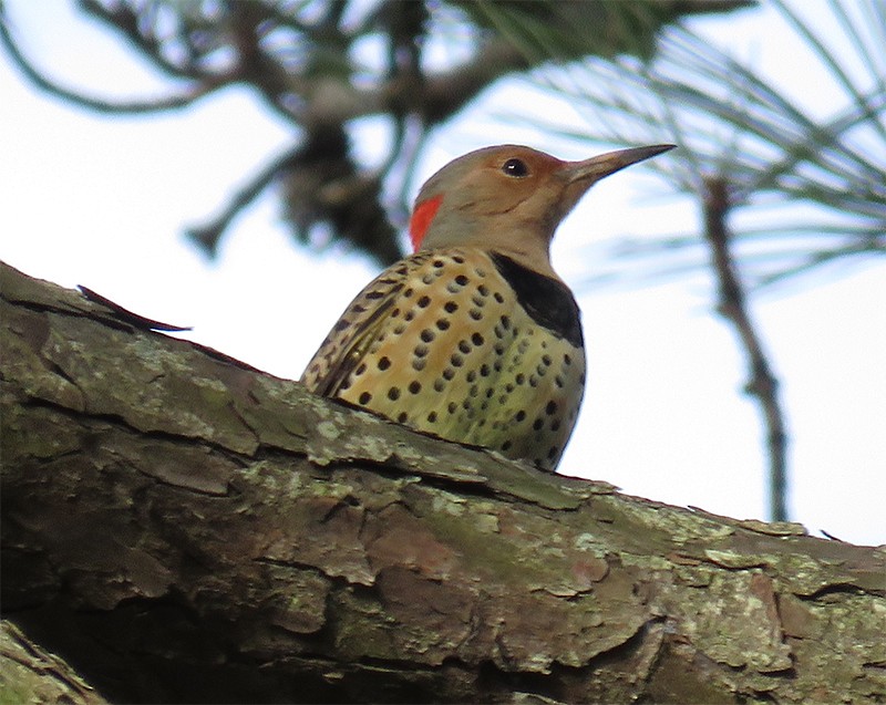Northern Flicker (Yellow-shafted) - ML118864231