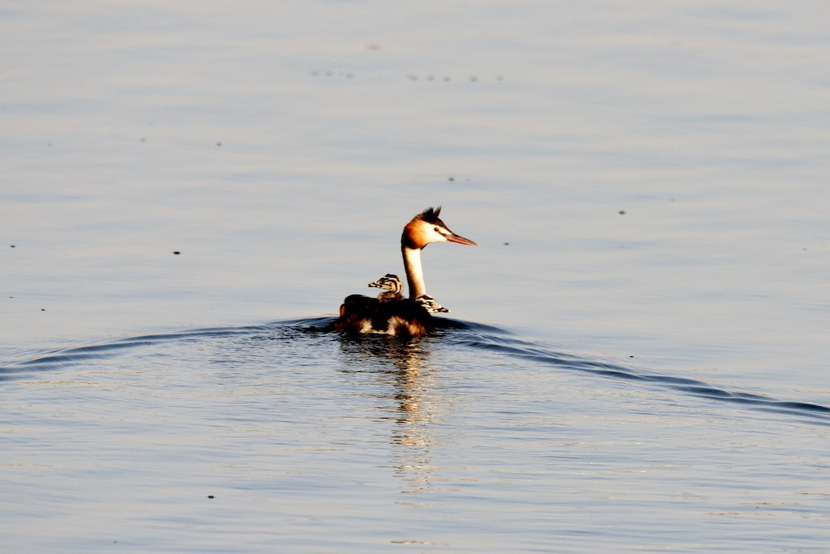 Great Crested Grebe - Javier Martín