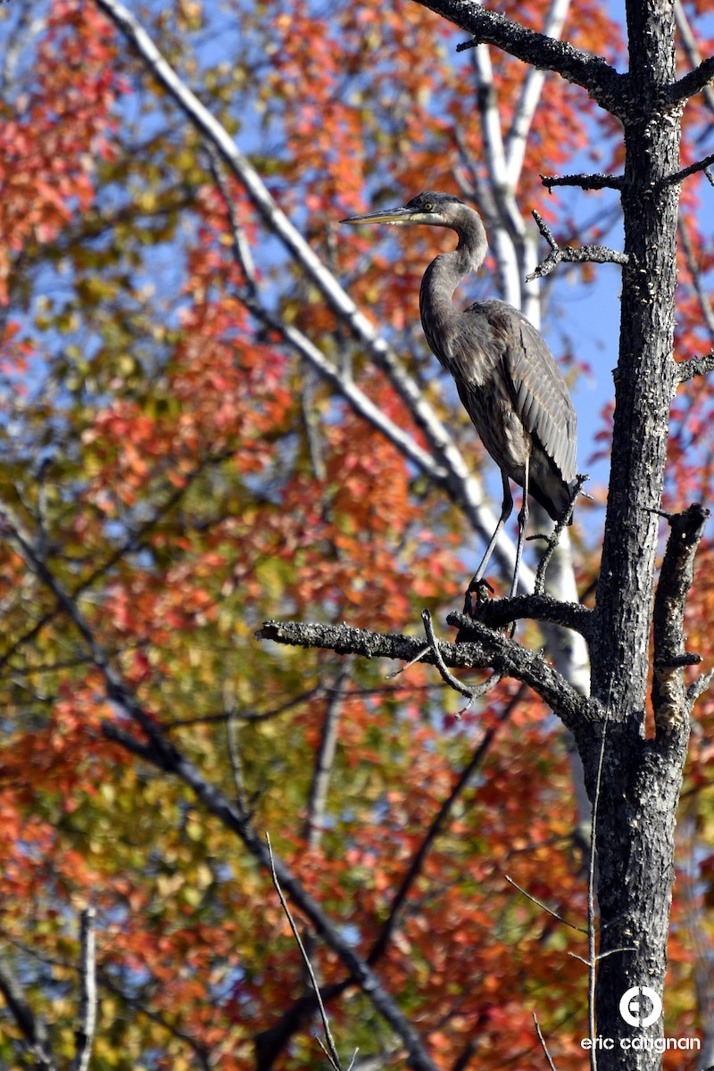 Great Blue Heron - ML118865451