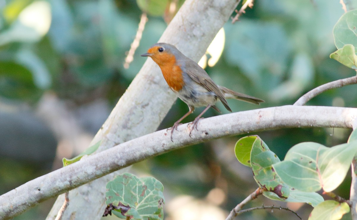 European Robin - ML118866131