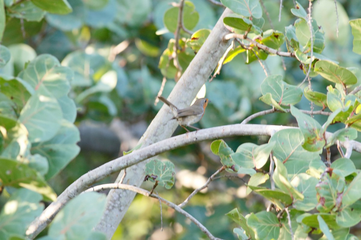 European Robin - ML118866171