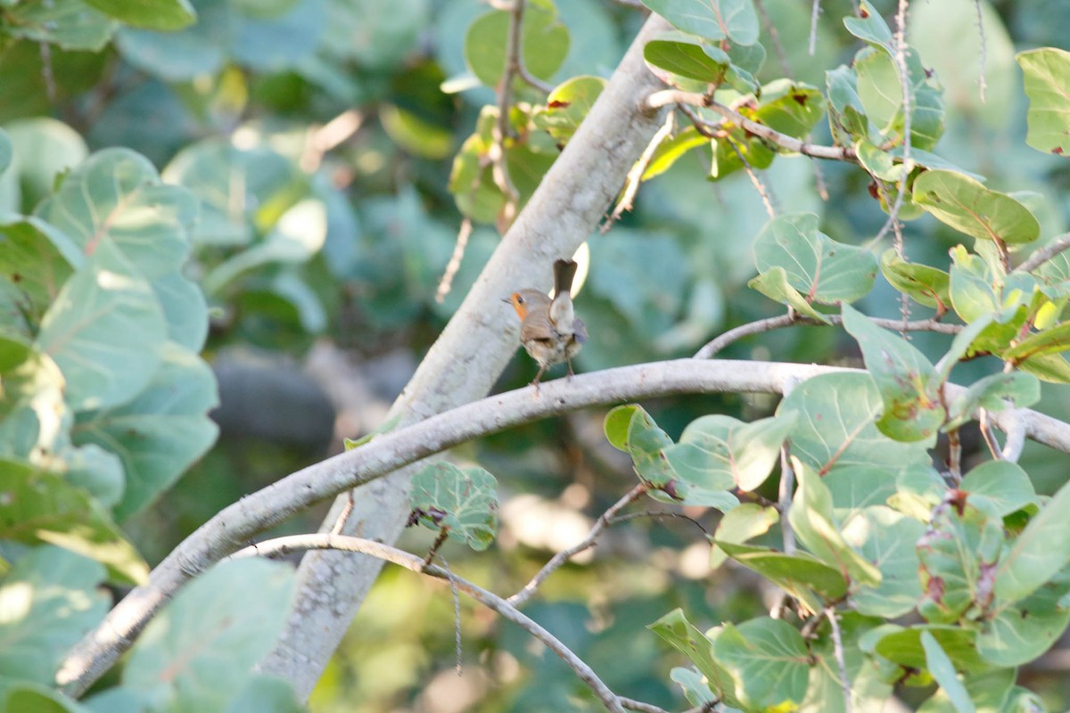 European Robin - ML118866191