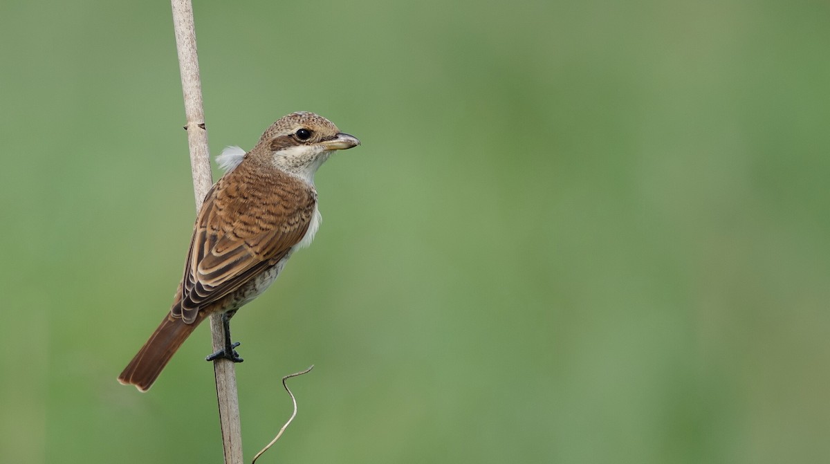 ťuhýk obecný - ML118867231