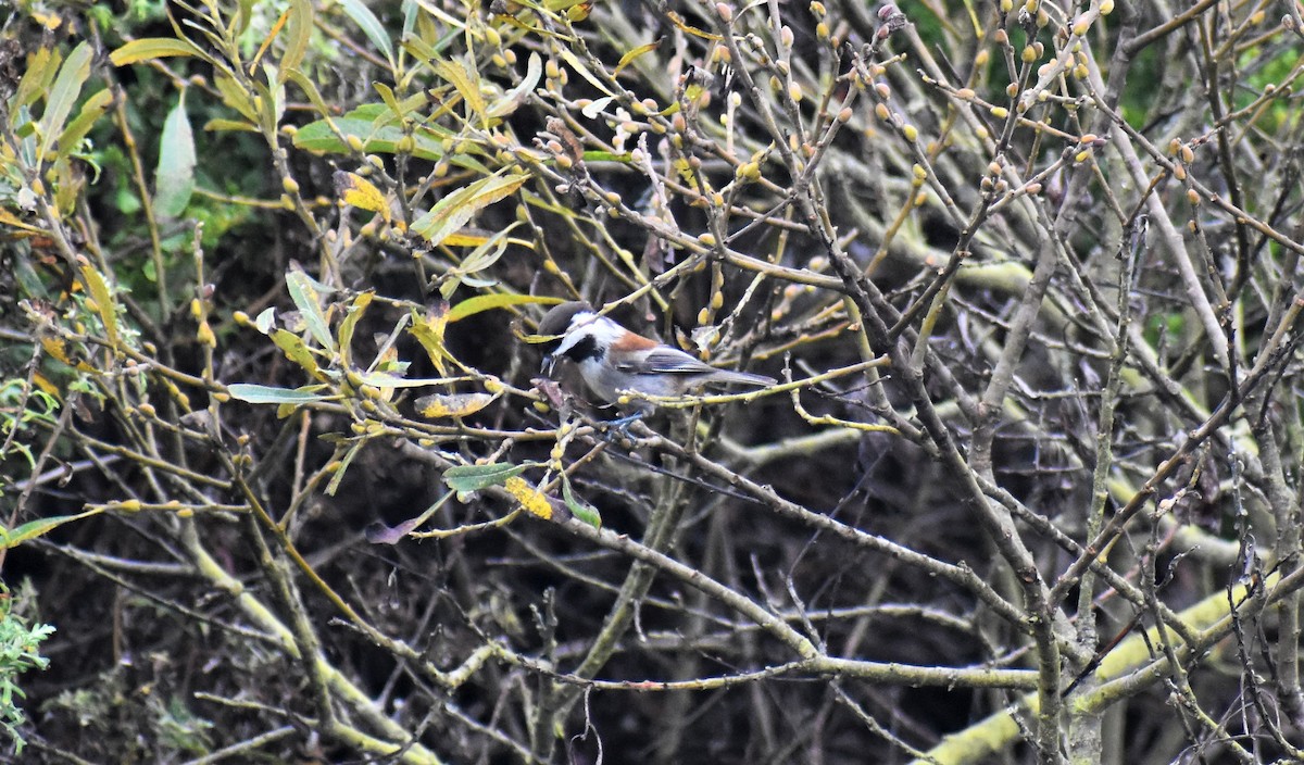 Mésange à dos marron - ML118867531