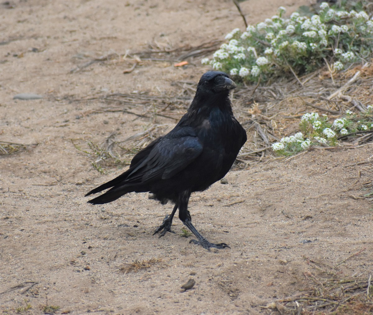 Common Raven - ML118867711