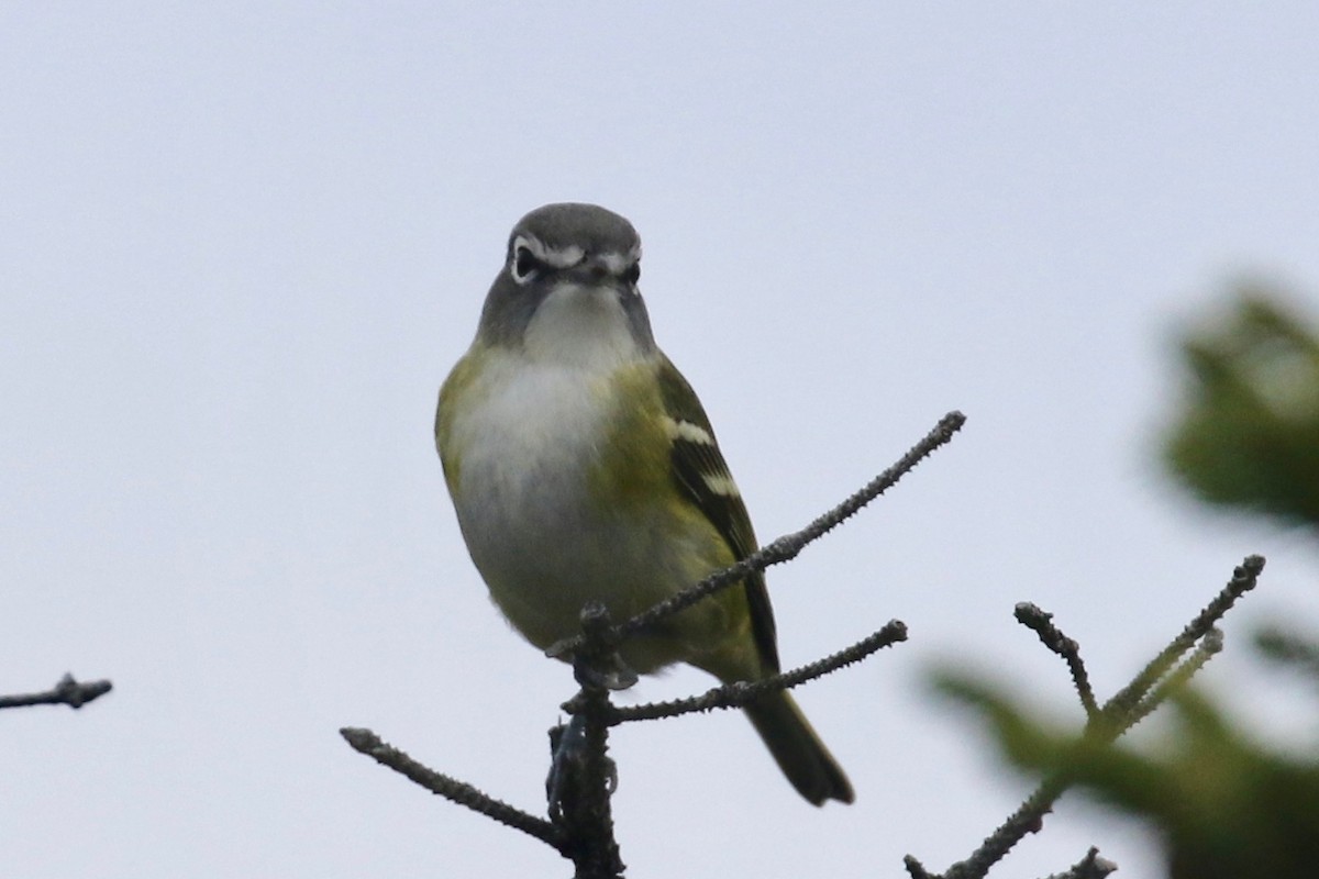 Blue-headed Vireo - ML118869091