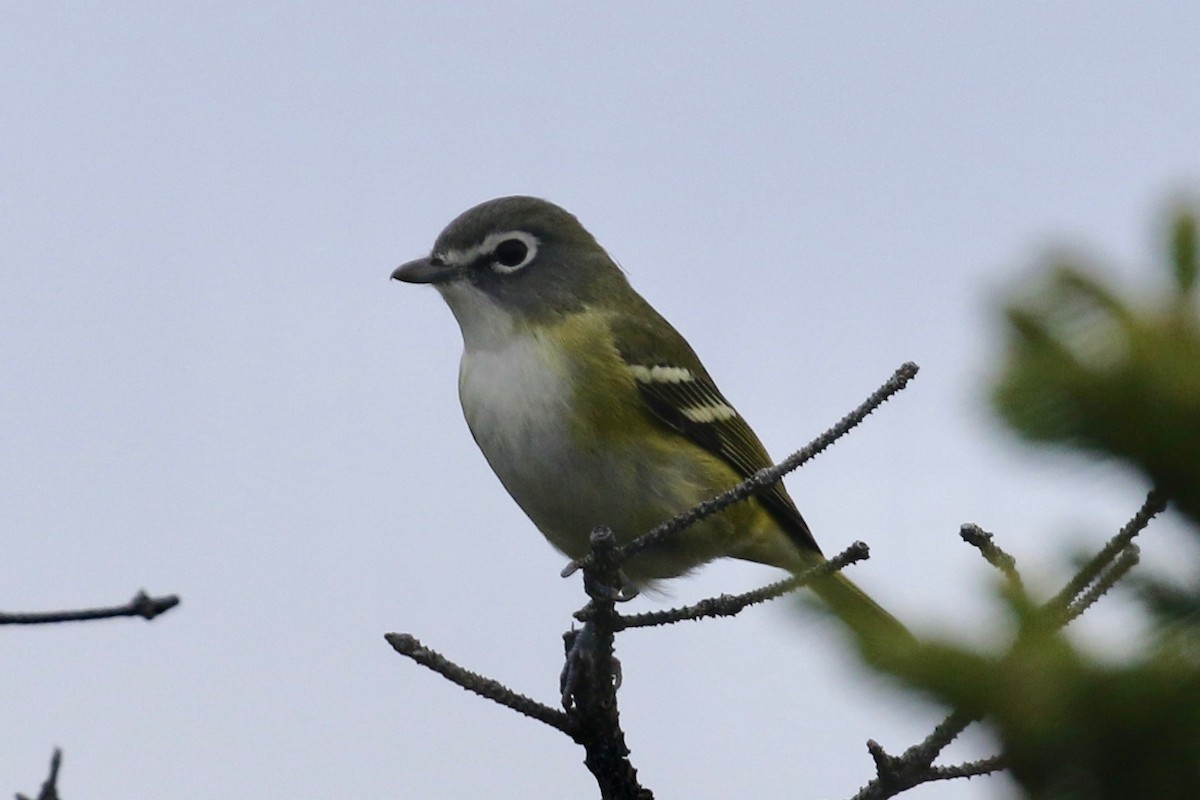 Blue-headed Vireo - ML118869101