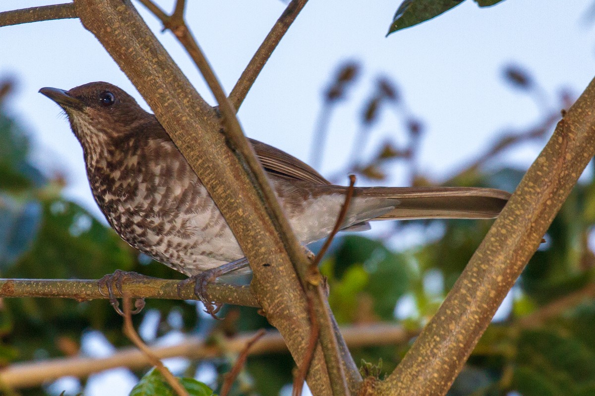 Marañon Thrush - ML118869351