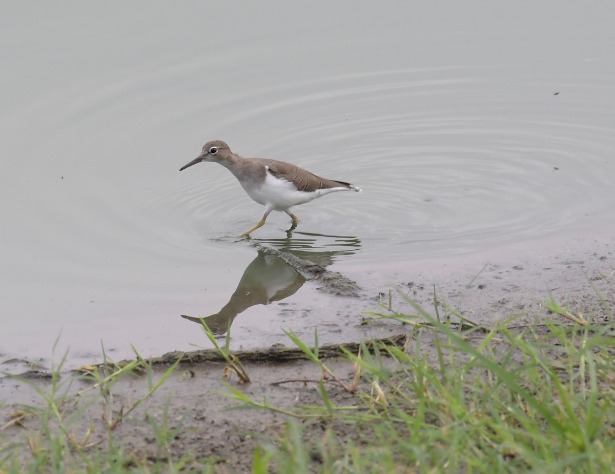 Spotted Sandpiper - Yvette Stewart