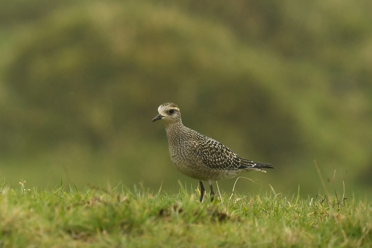 American Golden-Plover - ML118870601