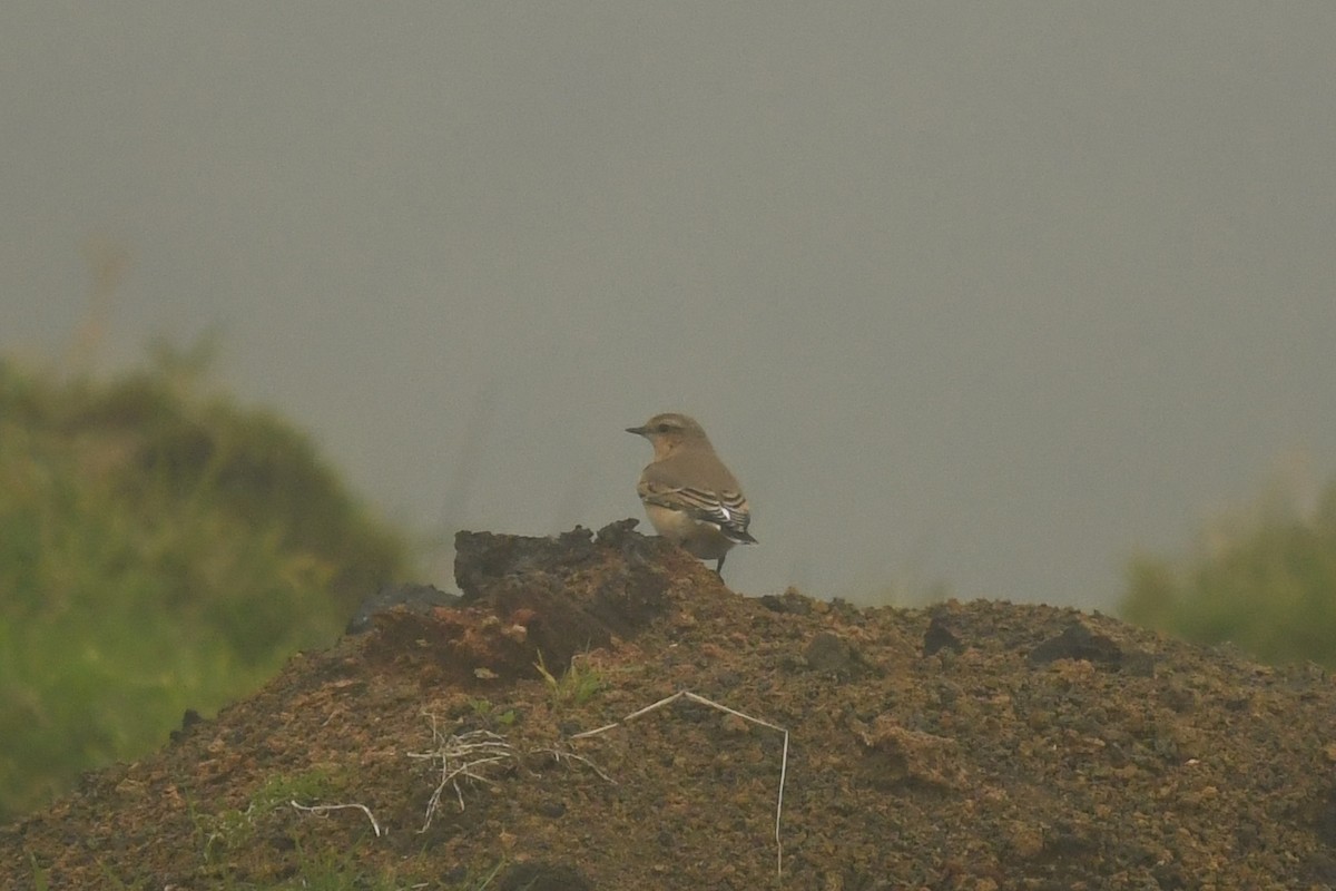 Northern Wheatear (Greenland) - ML118870661