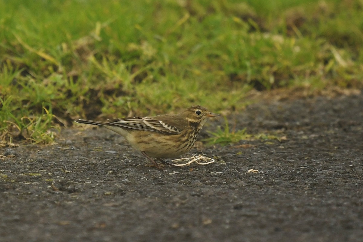 American Pipit - ML118870671