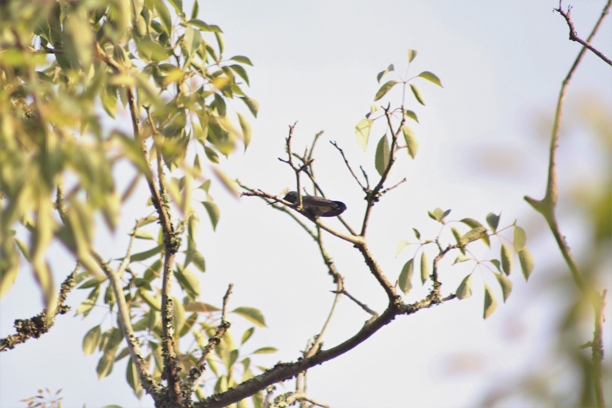 kolibřík ametystouchý - ML118873021
