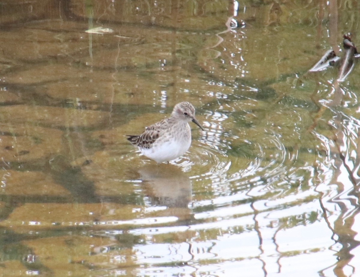 Least Sandpiper - ML118873401