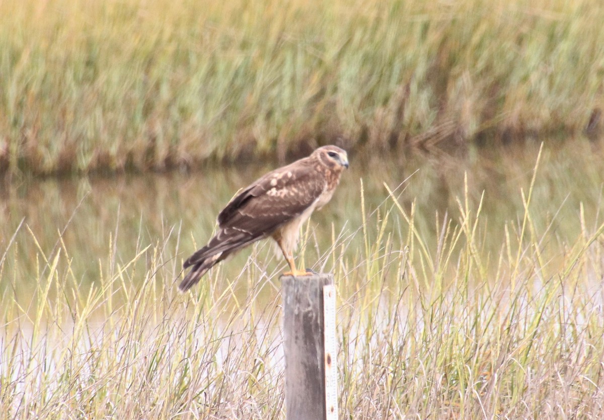 Northern Harrier - Millie and Peter Thomas