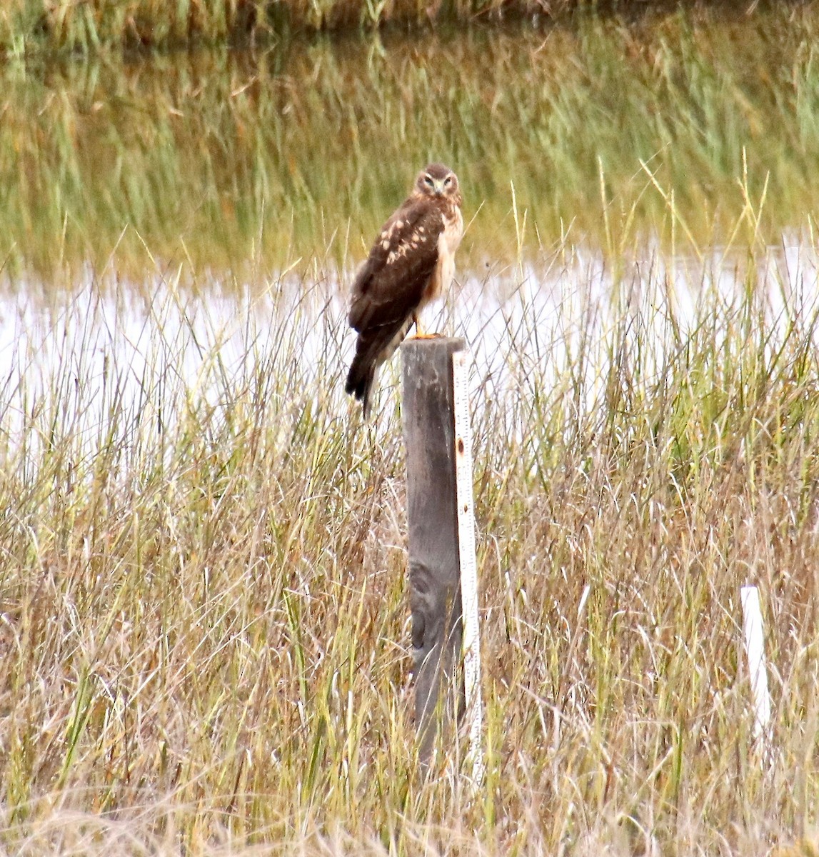 Northern Harrier - Millie and Peter Thomas