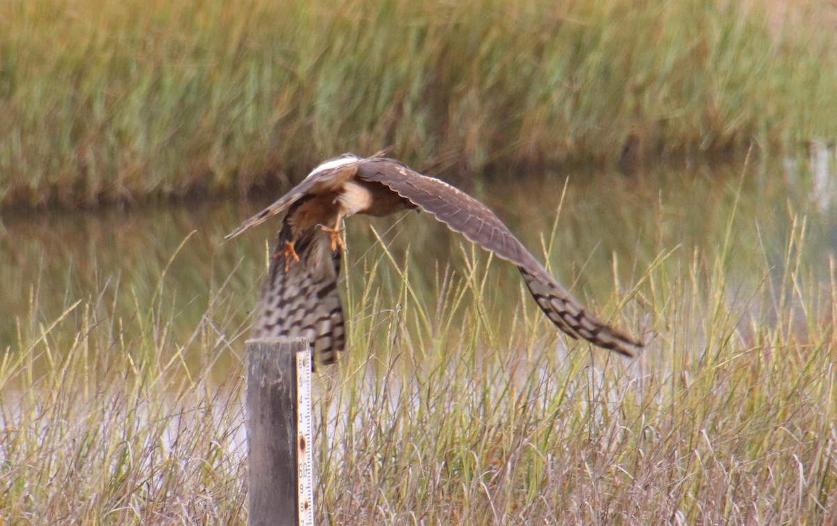 Northern Harrier - ML118873701