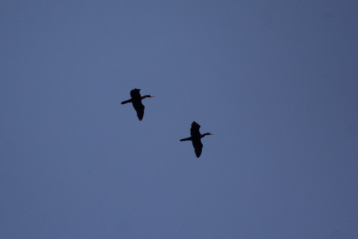 Neotropic Cormorant - Rafaela Wolf de Carvalho