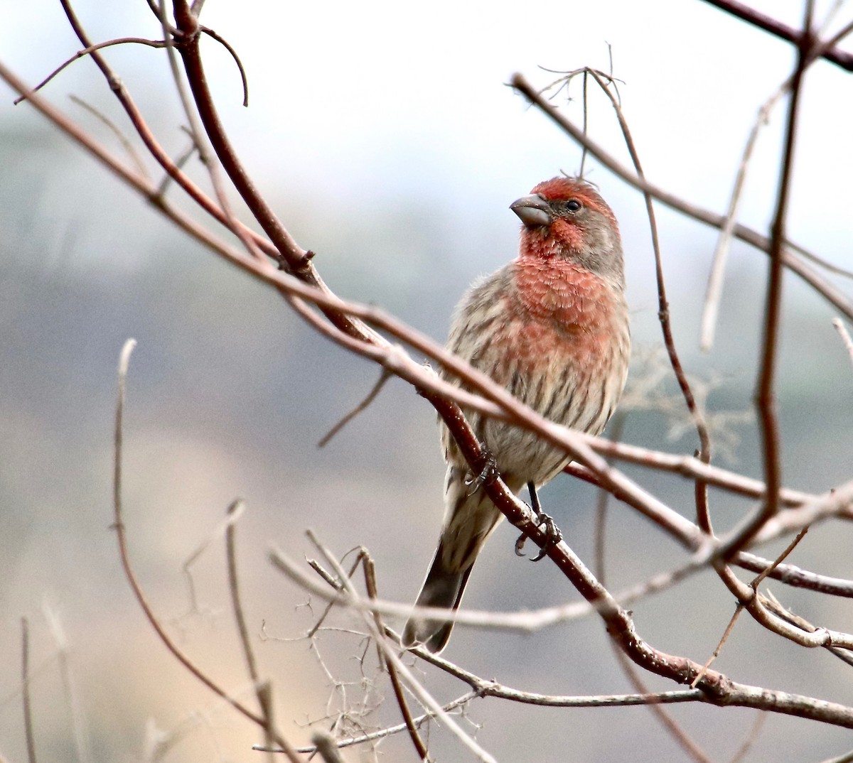 House Finch - ML118873931