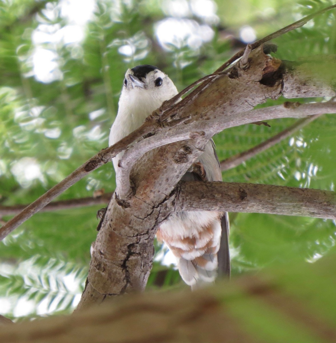 White-breasted Nuthatch - ML118883051