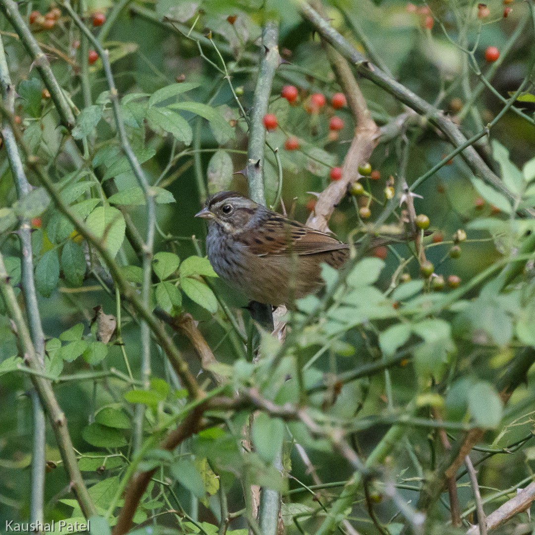 Swamp Sparrow - ML118883131