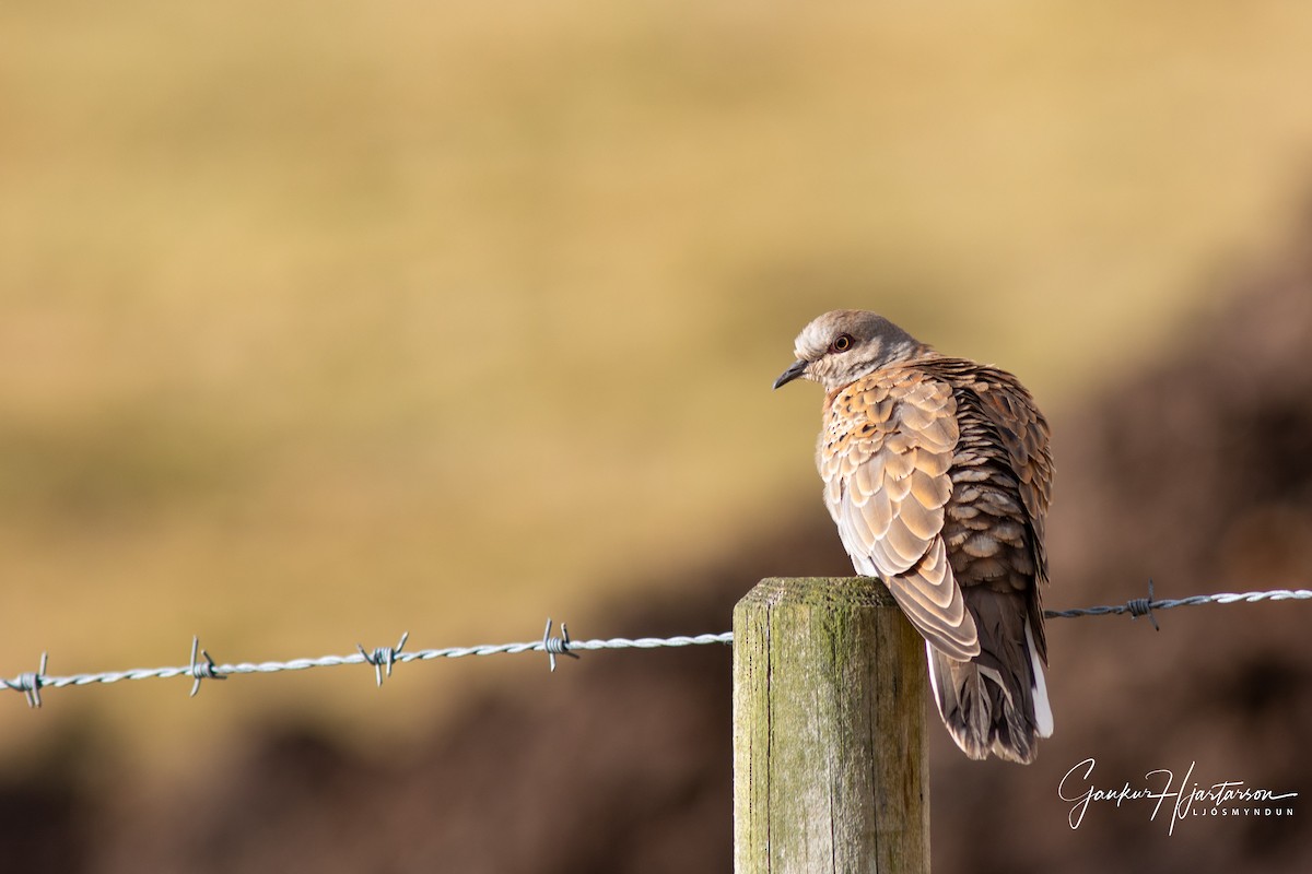 European Turtle-Dove - Gaukur Hjartarson