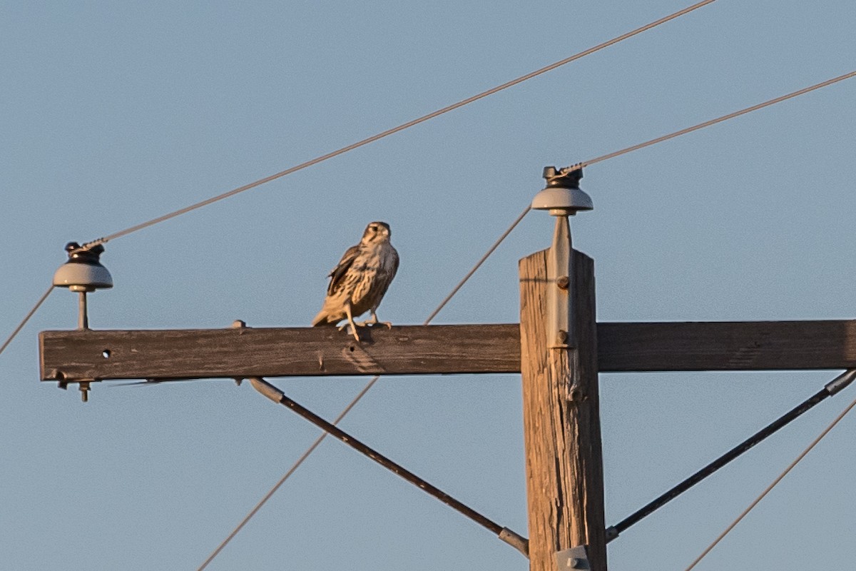 Prairie Falcon - Rod Goodwin