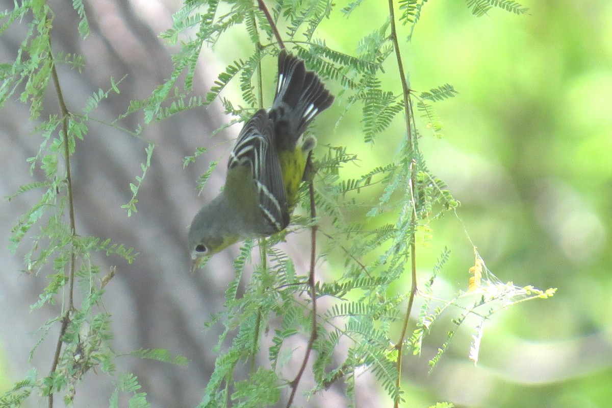 Magnolia Warbler - Steve Svedeman