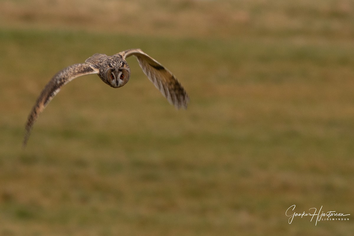 Long-eared Owl - ML118886511