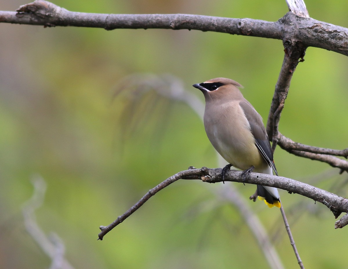 Cedar Waxwing - Shawn Billerman