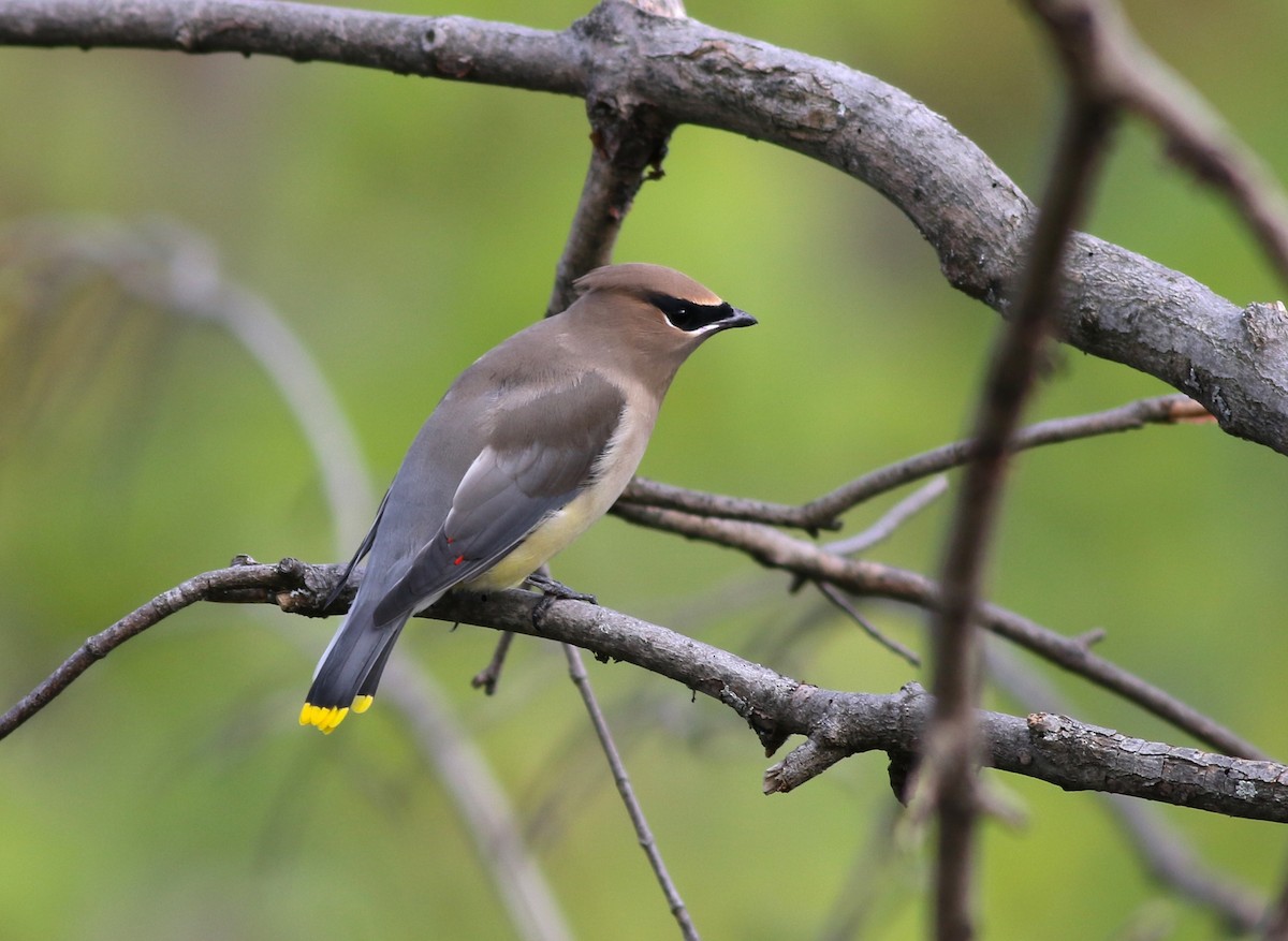 Cedar Waxwing - ML118886731