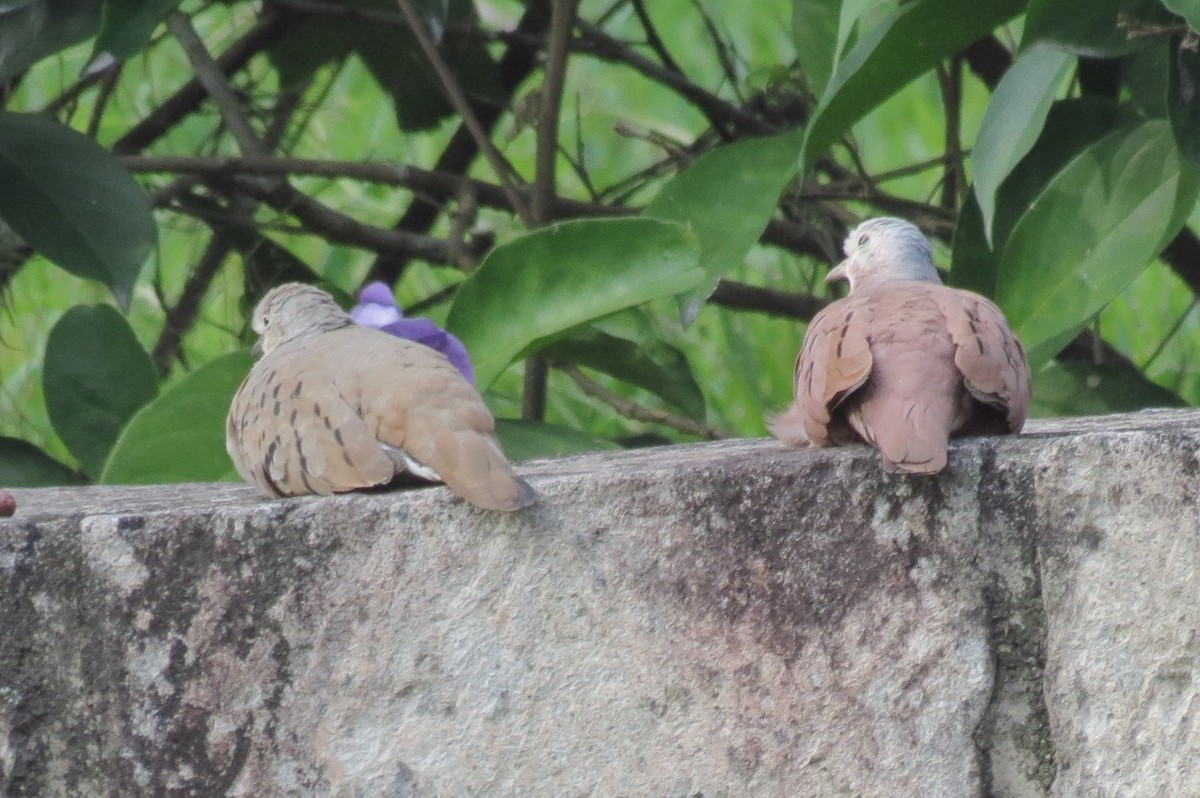 Ruddy Ground Dove - ML118886821