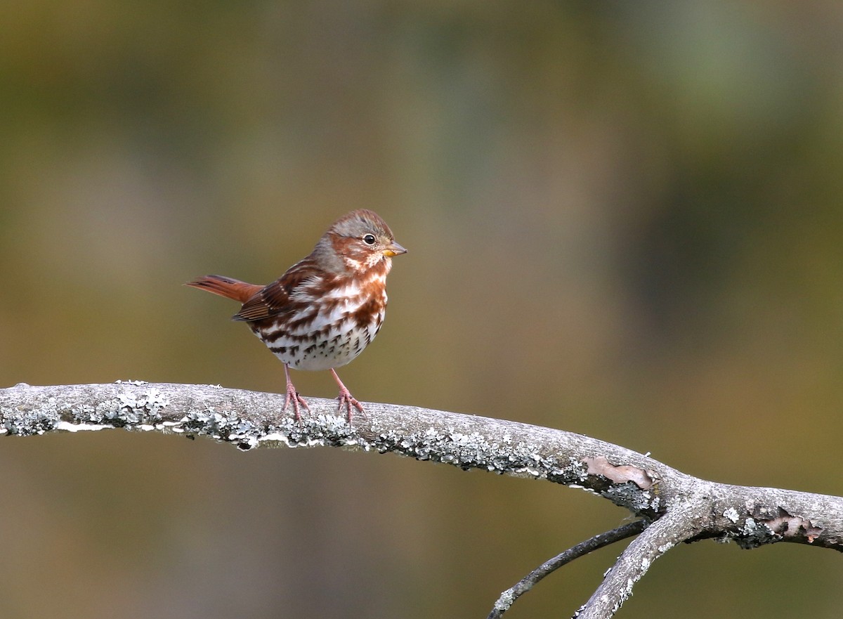 Fox Sparrow (Red) - Shawn Billerman