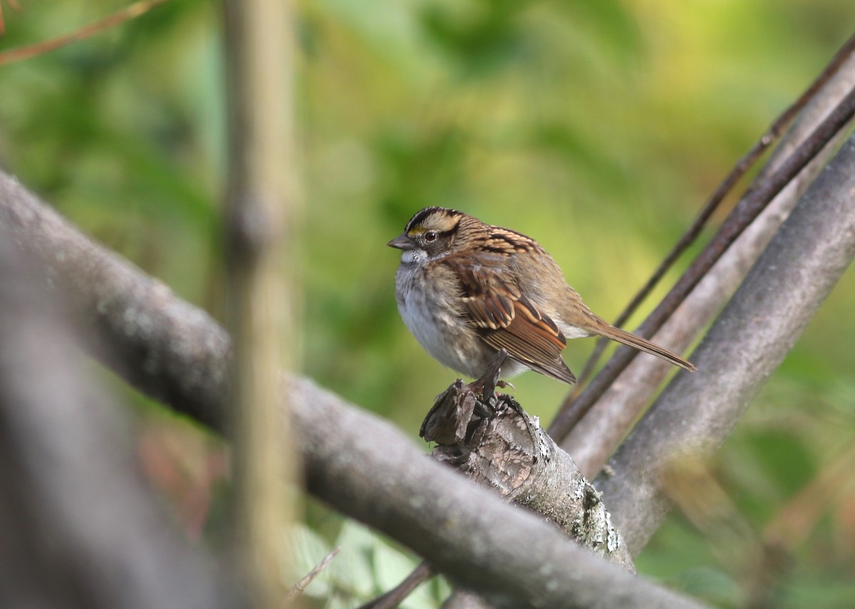 White-throated Sparrow - ML118887281