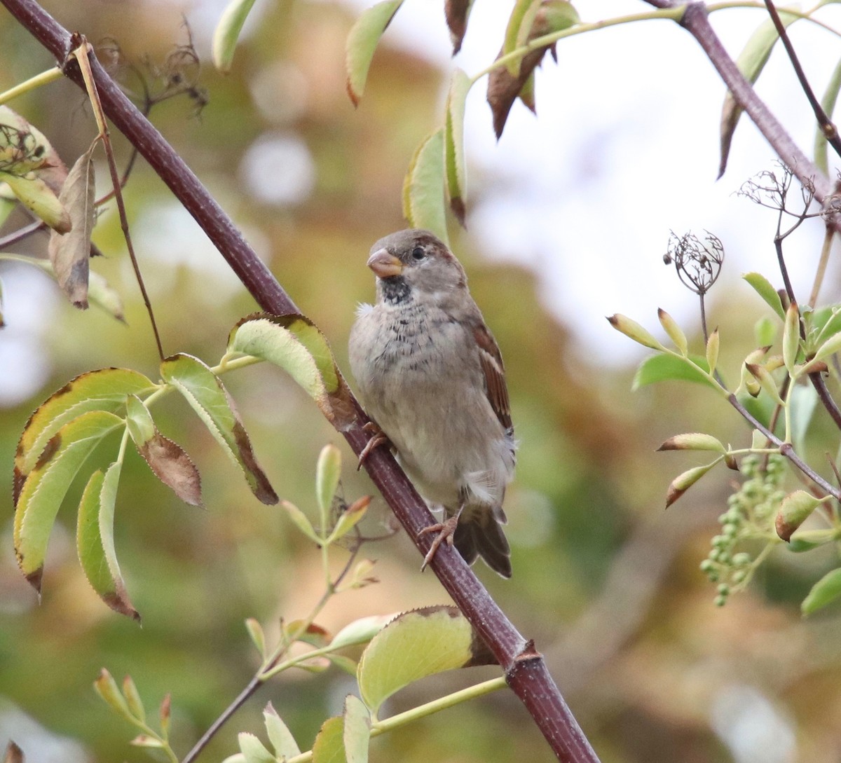 House Sparrow - ML118888351