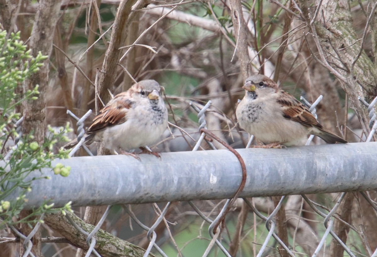 House Sparrow - ML118888481