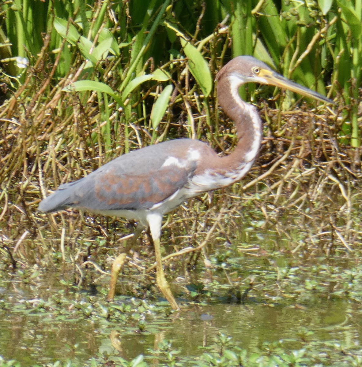 Tricolored Heron - Gary Byerly