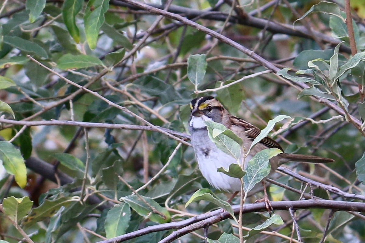 White-throated Sparrow - Gustino Lanese