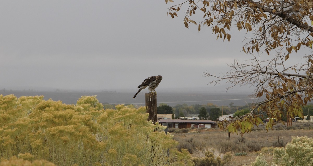 hawk sp. - ML118889781