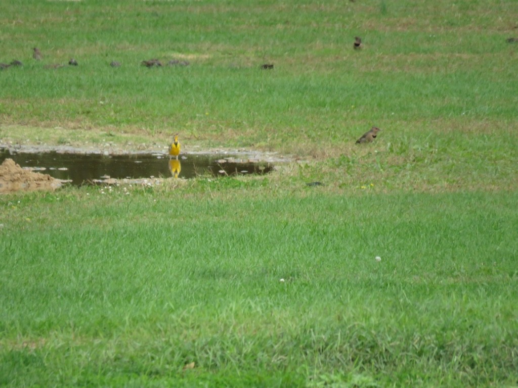 Eastern Meadowlark - ML118890701