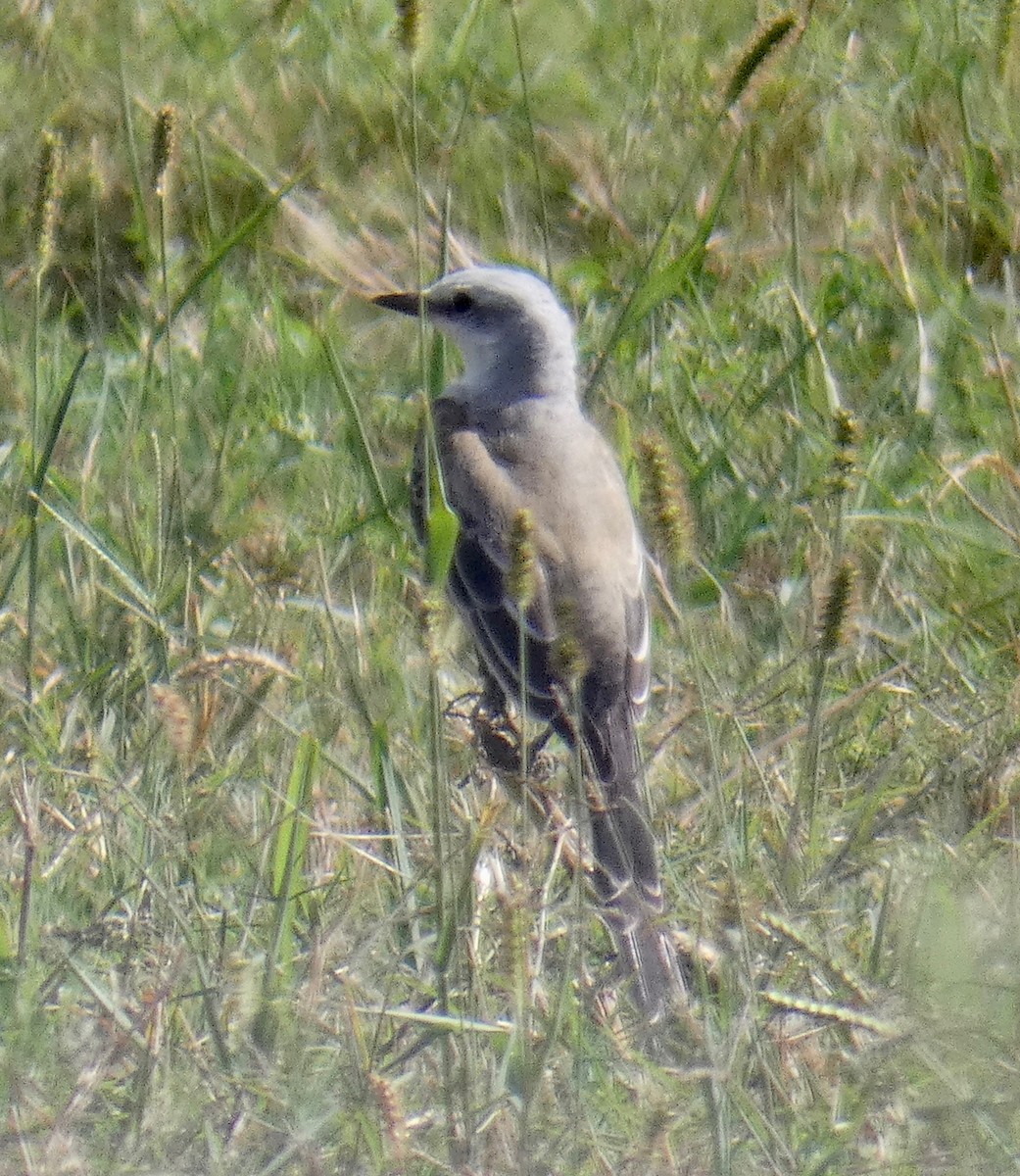 Scissor-tailed Flycatcher - ML118891161