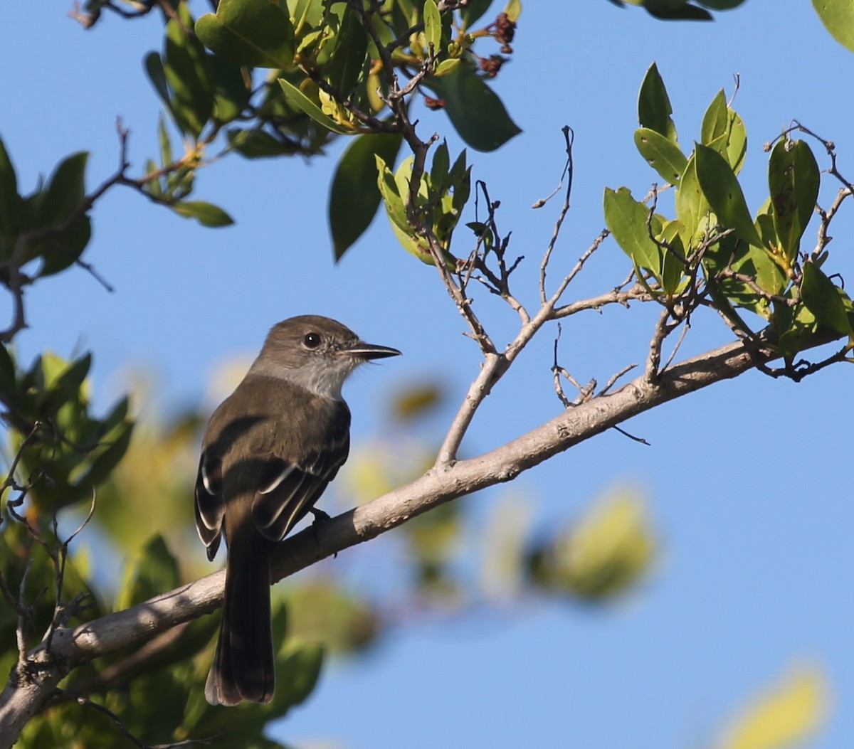 La Sagra's Flycatcher - ML118892531